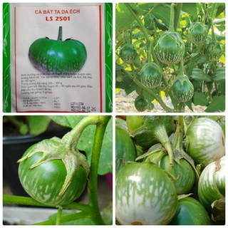 [GIÁ GỐC] Hạt Giống cà bát ta da ếch - 2 gram