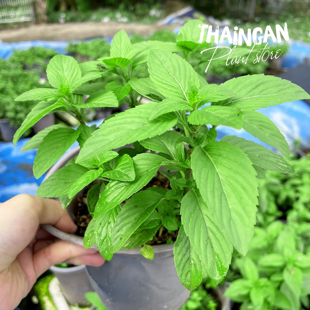 , Rau Sạch Vườn Trồng - Vườn Ươm Thái Ngân