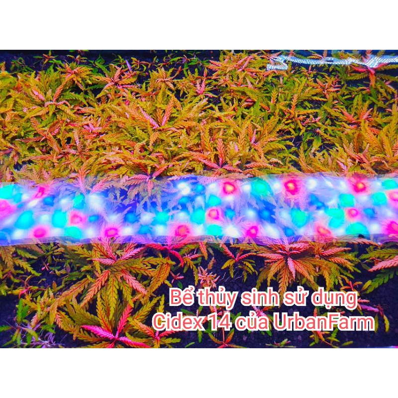 Cidex 14 Nguyên chất 500ml - Dung dịch Phòng và Trị rêu hại cho bể Thuỷ Sinh