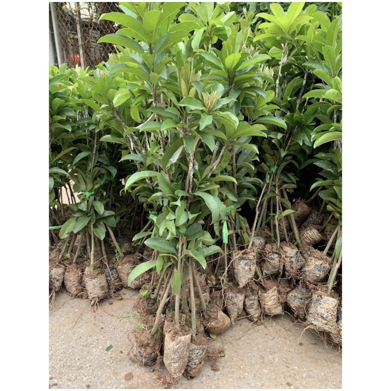 Hồng xiêm xoài cây đẹp cao 80cm siêu quả siêu ngọt.