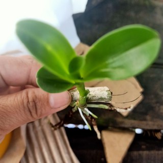 combo 3 ki phi điệp lá mít pù luông