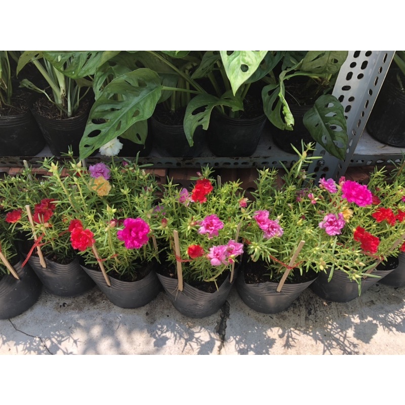 Chậu hoa 10 giờ cánh kép nhiều màu