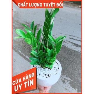 Chậu Kim Tiền