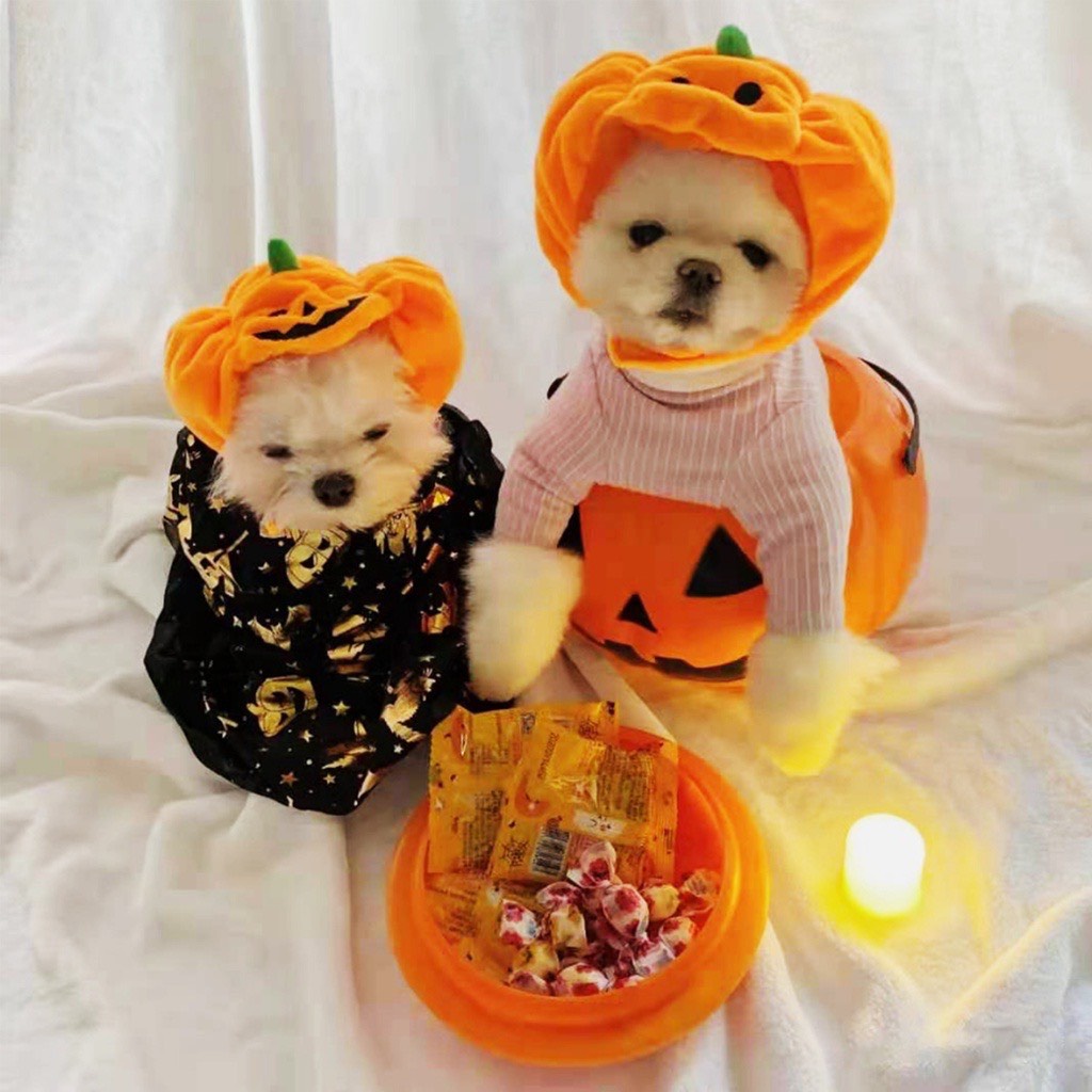 MŨ COSPLAY TRÁI BÍ NGÔ HALLOWEEN CHO THÚ CƯNG CHÓ MÈO
