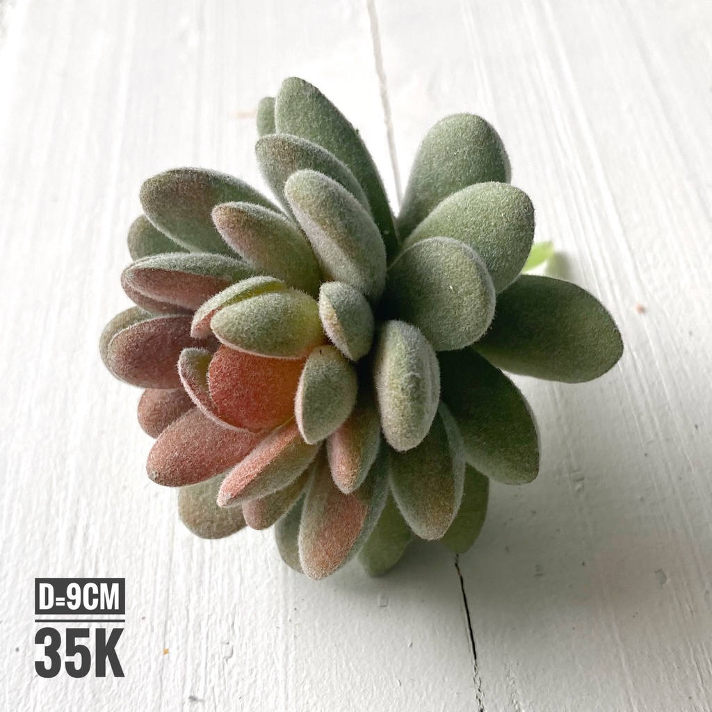 Sen đá lẻ mẫu 5, sen đá cao cấp An Thịnh decor