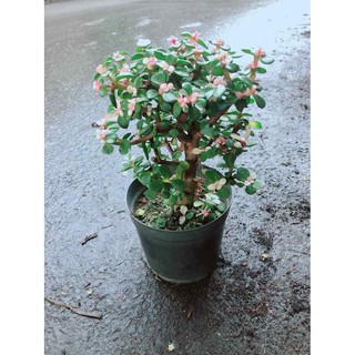 Đô La Thân Gỗ Bán Chạy