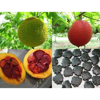 Hạt giống quả gấc cao sản kns127 - gói 10 hạt