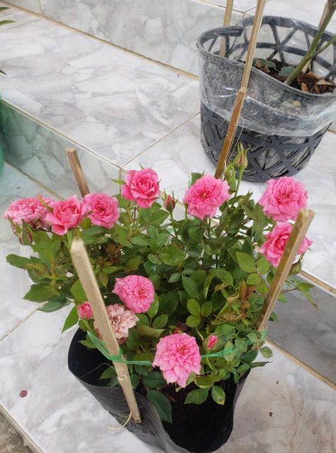 Cây Hồng Tỉ Muội