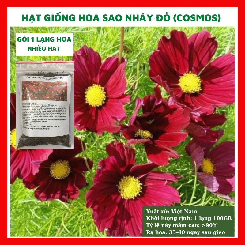 Hạt giống hoa sao nhái - cánh bướm MÀU ĐỎ GÓI 1 LẠNG nhiều hạt đẹp tỷ lệ nảy mầm cao dễ trồng HSN0099