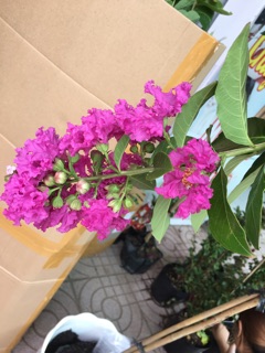 Cây bằng lăng thái