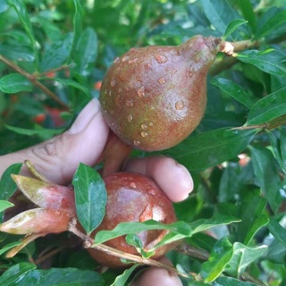 Lựu đỏ thái lan đang hoa chậu xum xuê