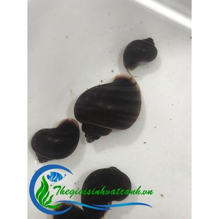 ốc táo tím ( mua 10 tặng 1)