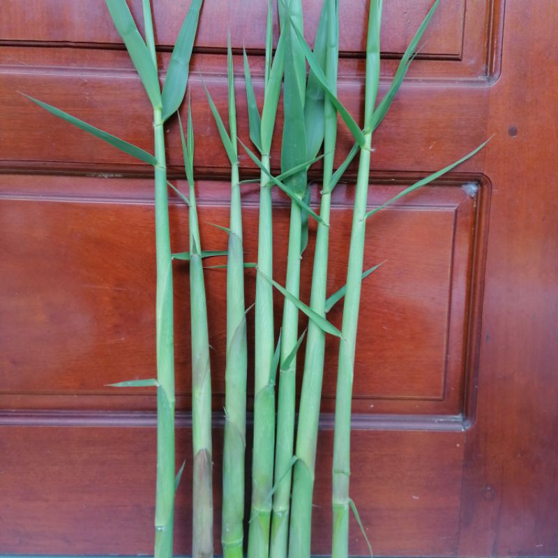 Măng sậy tươi  giúp thanh nhiệt,  lợi tiểu,...