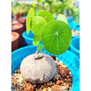 size 7-8cm Củ Bình Vôi Thái