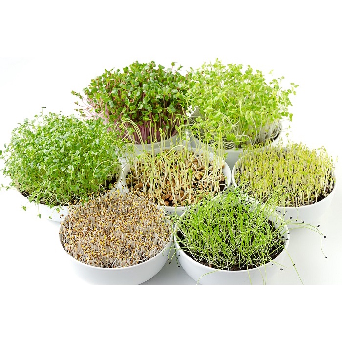 Các loại rau mầm dễ trồng, ăn ngon, nhanh thu hoạch, hạt giống chất lượng cao