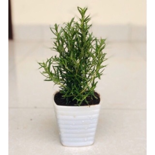 Chậu nhựa mềm hương thảo - rosemary - cây gia vị với hương thơm dịu nhẹ, vừa đuổi muỗi lại giúp thư giãn