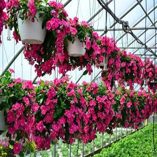 Trọn Bộ Sản Phẩm Trồng Hạt Giống Hoa Dừa Cạn + Bộ Hỗ Trợ 3 Viên Nén và 1 Gói Thuốc Trừ Bệnh