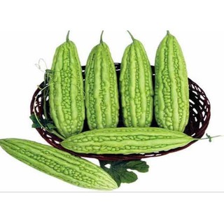 10 HẠT GIỐNG KHỔ QUA