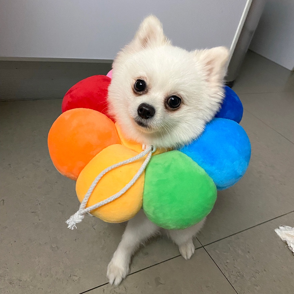 Vòng Đeo Cổ Khử Trùng Cho Thú Cưng Mềm Mại Hình Hoa Hướng Dương Nhiều Màu Sắc Chống Liế