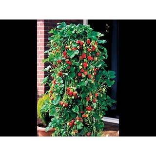 Bộ 1 hạt giống dâu tây leo giàn