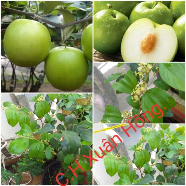 Cây táo thái lan siêu trái, quả to, giòn, ngon ngọt, mới về