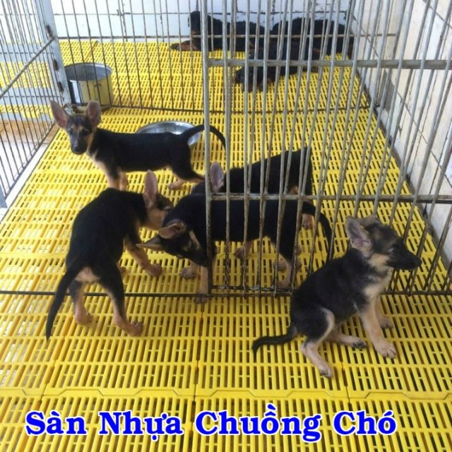 sàn nhựa Tú linh
