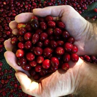 Cascara