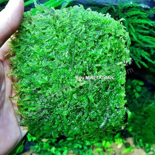 rêu mini taiwan 5 tặng 1