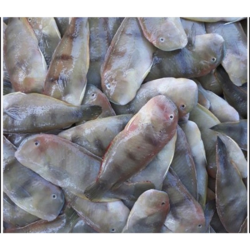 1kg cá mó loại lớn