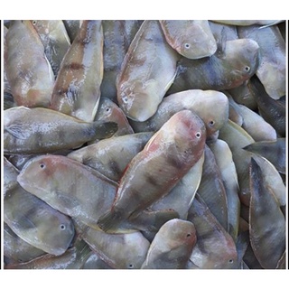 1kg cá mó loại lớn