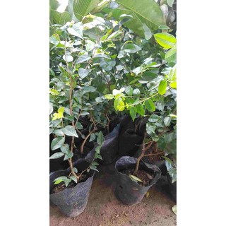 Cây nho thân gỗ Cao 20cm