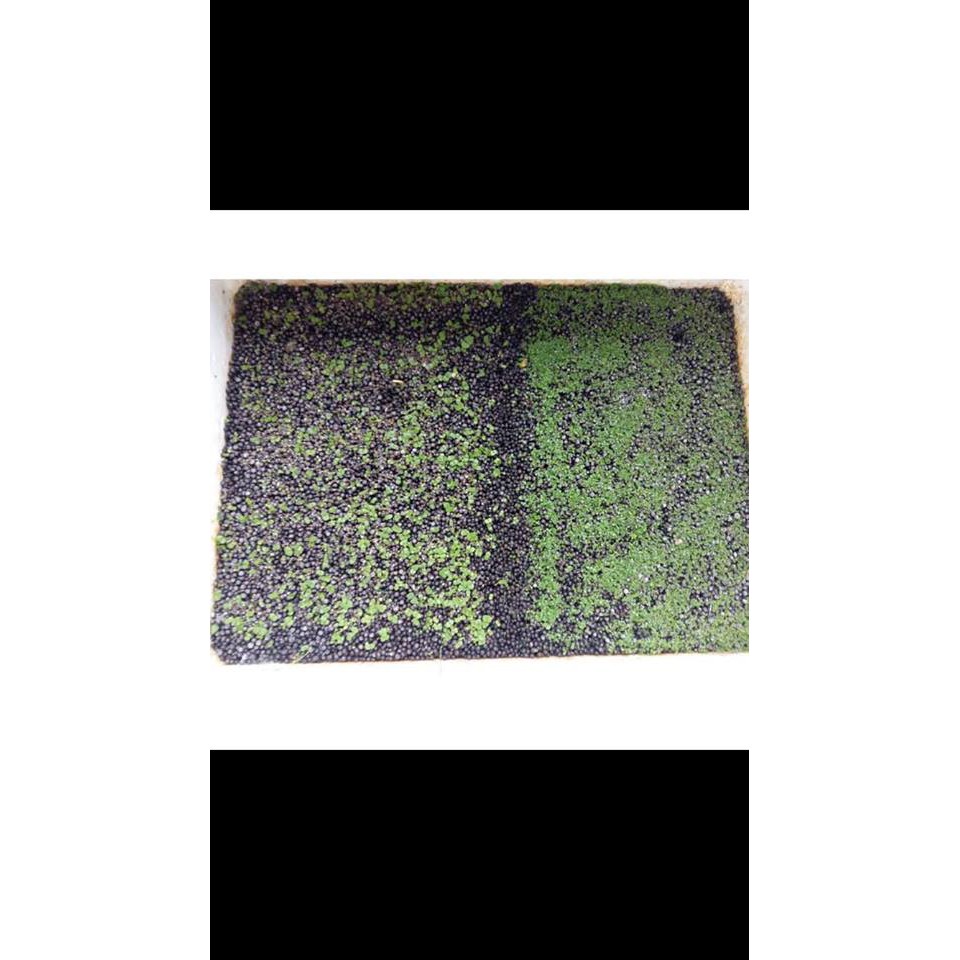 ComboCombo phân nền và gói hạt trân châu ngọc trai