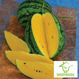 shophouse 10 Hạt giống dưa hấu ruột vàng  SHOP HOUSE  TẾT KHUYẾN MẠI