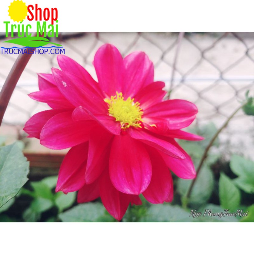 Giống hoa thược dược màu đỏ  cánh kép