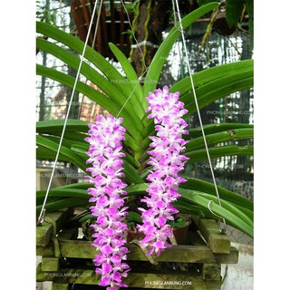 cây Lan Sóc tím giống, hoa siêu đẹp