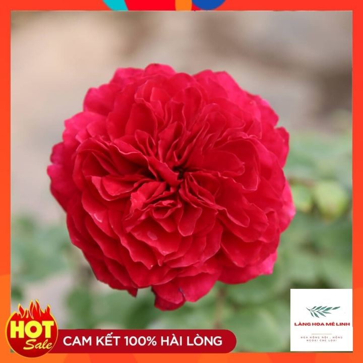 Cây Hoa hồng ngoại Red Apple [CÂY NGUYÊN BẢN]- sắc đỏ thắm , sai hoa và cực lâu tàn.