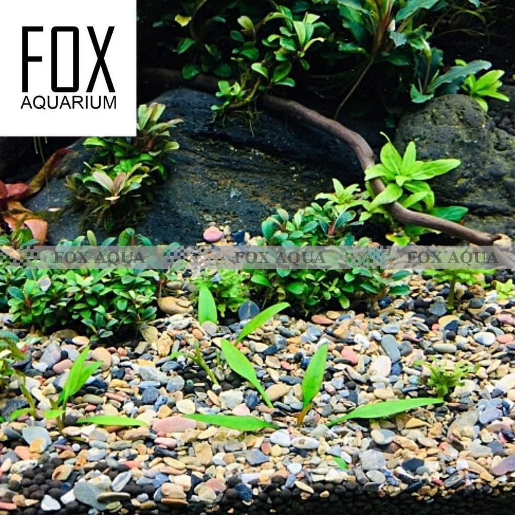 Sỏi Sạn Suối 1kg - Trải Nền Trang Trí Bể Cá, Bể Thủy Sinh