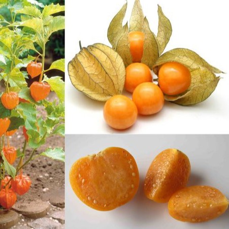 Hạt Giống Cây Thù Lù Nam Mỹ -hg10