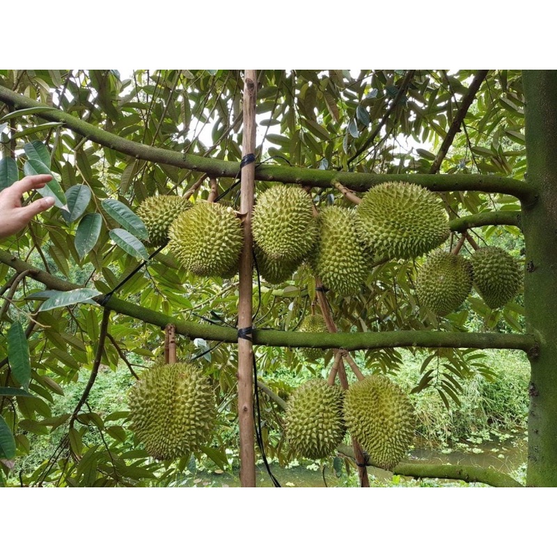 Cây giống sầu riêng R6 là dòng sầu riêng hạt lép cơm vàng giá bán cao