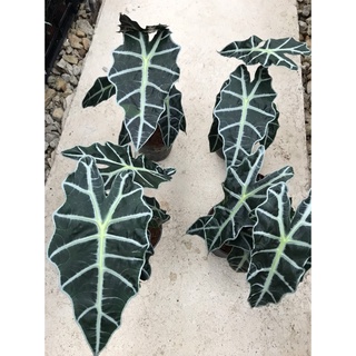 Môn quan âm Alocasia Amazonica(size lá hiện tại từ 20cm trở lên)