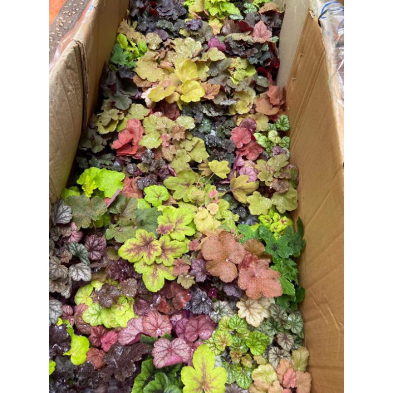 Chậu cứng Chuông san hô heuchera