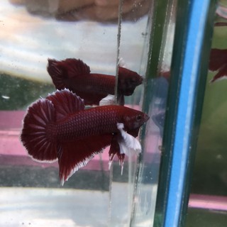 BETTA DUMBO LAVENDER