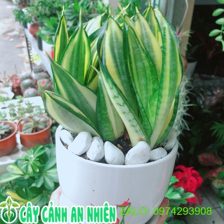Chậu Cây Lưỡi Hổ Thái Vàng
