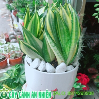 Chậu cây lưỡi hổ thái vàng