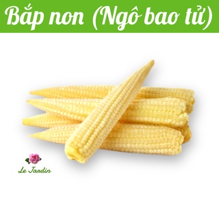 Hạt giống ngô bao tử bắp non baby corn 444 gói 10gr