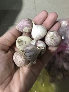 ✨✨TỎI CÔ ĐƠN - LOẠI TRUNG✨✨