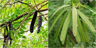Cây BỒ KẾT giống, cây đẹp gửi nguyên bầu + Tặng 02 cây nhót ngọt