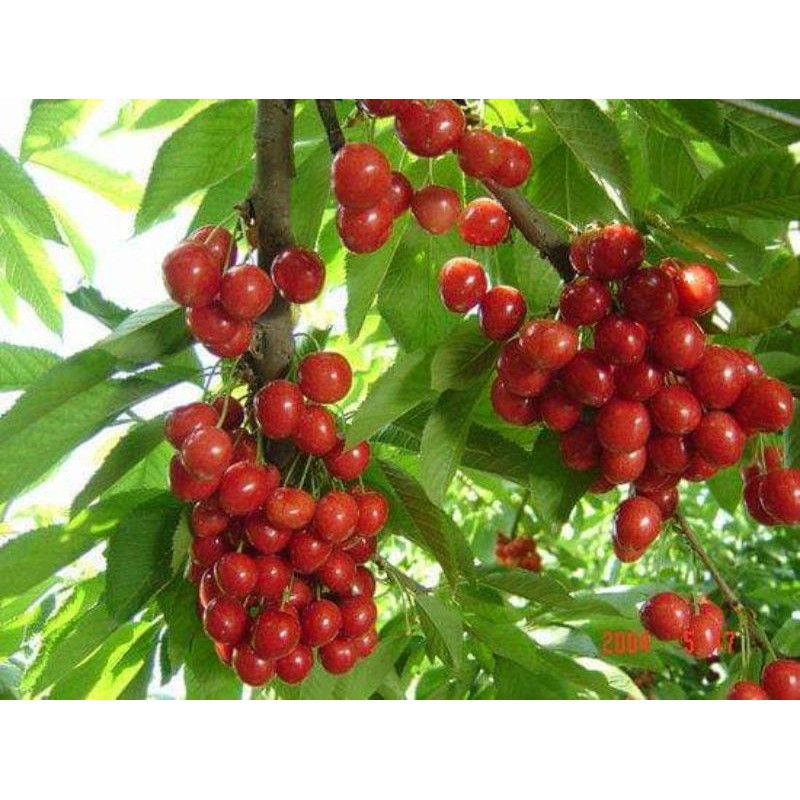 cây  giống cherry anh đào(mỹ)