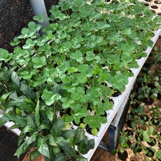 Combo cây giống tổng hợp