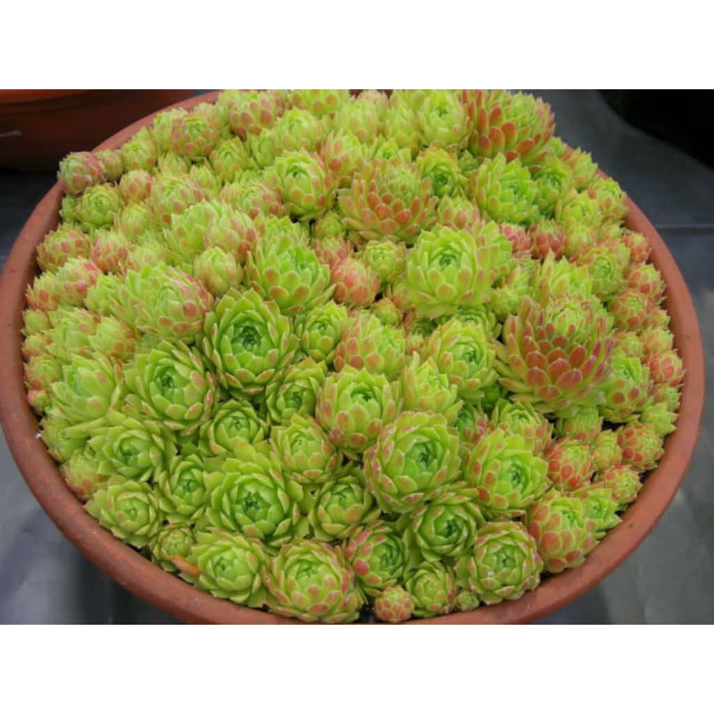 Cây Sempervivum Hen and Chicks (Trường Sinh Thảo Chúc, Gà Mẹ và Gà Con) chậu nhựa treo